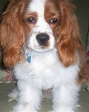 Tanner,  the 7 ½ month old Cockalier. His mother is a fawn colored Cocker Spaniel and his father is a tri-colored Cavalier King Charles Spaniel