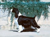 AKC Springer Spaniel puppies