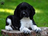 Black Spaniel for sale