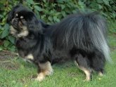 Black Tibetan Spaniel