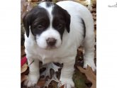 Brittany Spaniel Puppies for sale in Texas