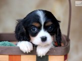 Cavalier King Charles Spaniel puppies