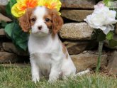 Cavalier King Charles Spaniel puppies Houston