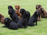 Cocker Spaniel puppies Information