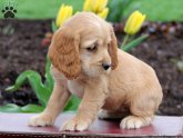 English Cocker Spaniel breeders California