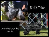 English Cocker Spaniel breeders Ontario