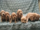 English Golden Cocker Spaniel