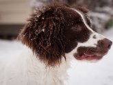 English Springer Spaniel Field Trial Association