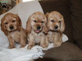 Golden Spaniel for sale