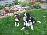 Hunting Springer Spaniel puppies for sale