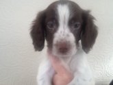 KC registered Springer Spaniel puppies for sale