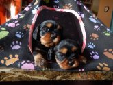 Kings Charles Spaniel puppies for sale