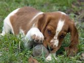 Pedigree Welsh Springer Spaniel puppies sale