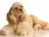 Pictures Cocker Spaniels