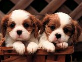 Pictures of King Charles Spaniel puppies