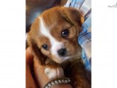 Ruby King Charles Spaniel puppies