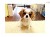 Ruby King Charles Spaniel puppies for sale