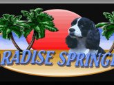 Springer Spaniel puppies Florida