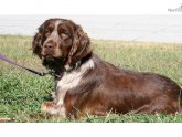 Springer Spaniel puppies Wisconsin
