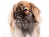 Tibetan Spaniel breeders