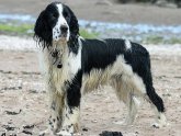 Types of Spaniels pictures