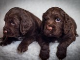 Working Cocker Spaniel Information