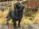 Working Cocker Spaniel Scotland