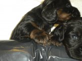 Working Cocker Spaniels for sale UK