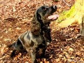 Working Field Spaniel
