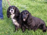 Working Spaniel Rescue