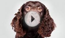 American Water Spaniel Dog Breed Information