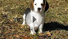 Beagle, Puppies, For, Sale, In, Houston, Texas, TX