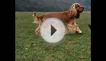 Birchen Belshirash " Shi " - English Cocker Spaniel -
