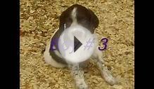 Brittany Puppies!