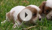 Cavalier King Charles Puppies