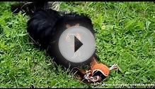 Cavalier King Charles Spaniel breeder Kavaliri hrastove šume