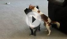 Cavalier King Charles Spaniel Playing with Boston Terrier Mix