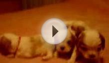 Cavalier King Charles Spaniel Puppies - 3 wks old!