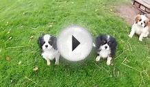 Cavalier king charles Spaniel ️ puppies playing
