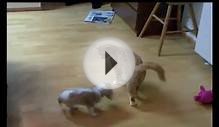 Cavalier King Charles Spaniel puppy Miro and an adult cat