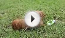 Cavalier King Charles Spaniel Ruby from Brookglen Farm