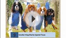 Cavalier King Charles Spaniel Texas