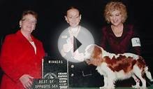 Cavalier Puppies!!