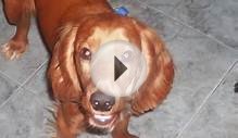 cocker spaniel fotos variadas