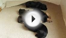 Cracking Working Cocker Spaniel Puppies for Sale July 2012