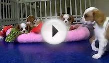 Cute Cavalier King Charles Spaniels Puppies