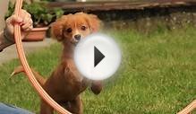 dog Rubi 7 months Cavalier King Charles Spaniel mix and