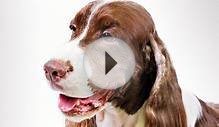 English Springer Spaniel Dog Breed Information