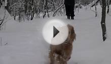 Nera our golden english cocker spaniel in the snow