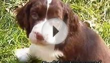 Springer Spaniel Puppies For Sale In Pa